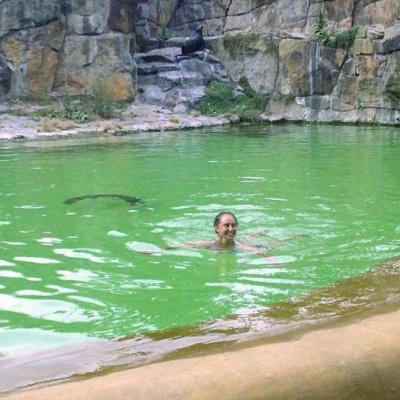 Turista nadou no tanque das focas em Berlim